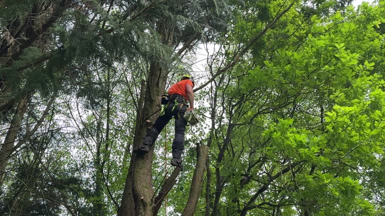 How Our Tree Care Process Works  in  Gleneagle, CO